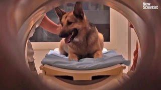 Brain scans show dogs understand what we say