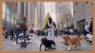 [Part. 2] Introducing the Best Bagel in NYC! Manhattan City Golden Retriever