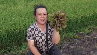 ข้าวเหลืองเต็มทุ่ง ไม่คิดว่าจะได้เจอสิ่งนี้ เห็ดยังออกไม่หยุด หมานสุดๆไปเลย