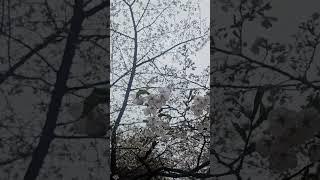 빗길에 찍은 분당 탄천 벚꽃