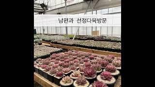 #선정다육 방문 #첼로레이 #korean_succulents  #succulent #多肉植物 #다육농원 #다육농장