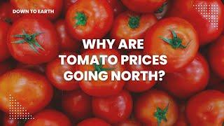 Rs 200 per kg! Why are tomato prices so high?