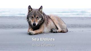 Sea Wolves of British Columbia