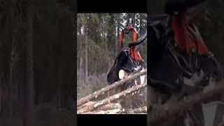 Dangerous Fast Destroy Big Tree Machine Working   Extreme Equipment Excavator Cutting Tree Machine 9