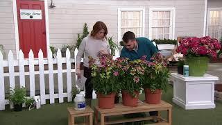 Cottage Farms 3-Piece Green Twister Coneflowers on QVC