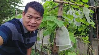 3rd HARVEST NG BUNGA NG PIPINO NA ITINANIM KO SA TIMBA #farming #harvest #garden