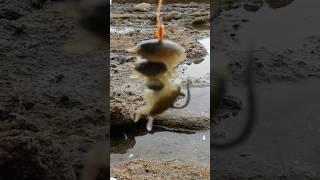 Aprende cómo encarnar pulgas marinas en el anzuelo de pesca