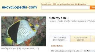 Butterfly Fish Classification