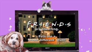 Friends Parody Song by Pets - I'll be there for you!