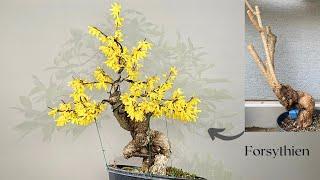 an old, wild Forsythia is on the way to a Bonsai