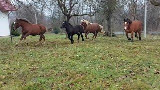 Гарні та моцні кобили з лошатами️️ у Ігора в Березові ‍️