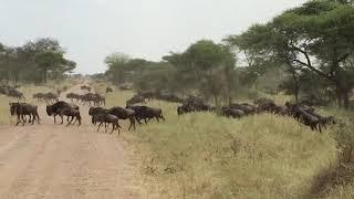 Wildebeest Migration Tanzania