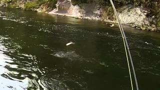 NZ flyfishing - First trout using a mouse pattern