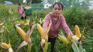 Amazing girl harvests corn alone - Building farm in the forest - LIVING OFF GRID