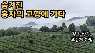 한국인은 모르는 홍차의 고향에서 듣는 중국차(Tea) 이야기(홍차 제조법, 중국차 종류 등)