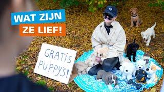  Puppy's te koop!    - UNICEF Kinderrechten Filmfestival