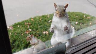 Breaking news: Cutie the squirrel brought her adorable baby to my window