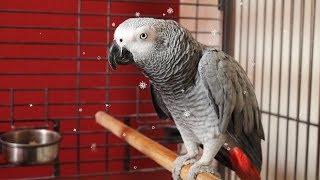 Budgie and Aviary Birds Christmas Special - Mango, Suki, Jambo and more!