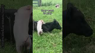 Friends not food. 