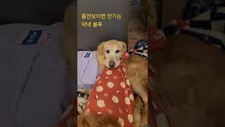 춘천리트리버 6마리 평상시일상 #짱아네가족 #3대가사는집 #골든리트리버