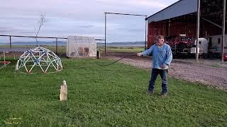 A Wyoming Rancher's talent with a bullwhip - RARE