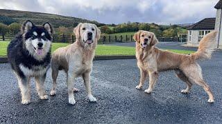 Golden Retrievers Adopt New Best Friend! Malamute Puppy Doesn't Know What To Do!!