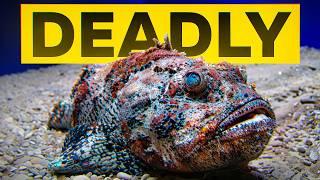 I Found The Most DANGEROUS Fish in The World
