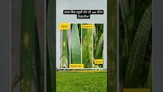 mineral deficiency in wheat plant  (check description)#youtubeshorts #farming #viralvideo #trending