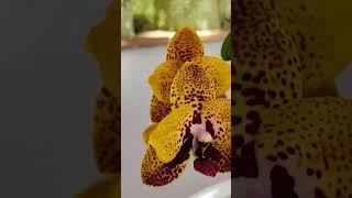 орхидея Anaconda #фаленопсис