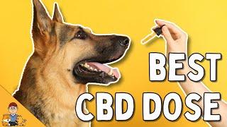 Most Dog Owners Give The Wrong CBD Dose...