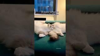 Cat’s nap is ruined by a tail! #ragdolls #funnycats