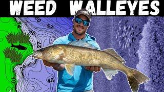 Find the RIGHT Weeds for Walleyes - How to Catch Walleyes in the Weeds