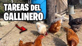 Cómo Limpiar el GALLINERO!!  Trucos y Consejos que Debes Saber + Novedades | La Huerta de Ivan