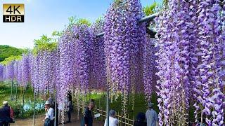 Blue Sky and Full Bloom Wisteria.青空と満開の藤 Ashikaga Flower Park 2024. #4khdr