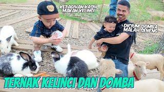 AJAK KAYLAN BETERNAK KELINCI DAN DOMBA!! KETAGIHAN SAMPE GAMAU PULANG 