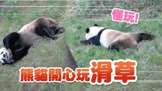 調皮熊貓逗趣玩滑草「絲滑溜下」超懂玩！｜寵物動物｜中國大陸｜精選影片