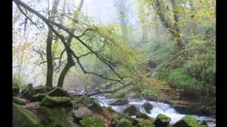 A Misty English Woodland by Alan Kingwell