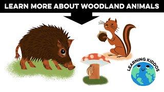 Do you want to learn more about woodland animals?