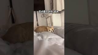 개냥이에게 집사들만 느끼는 공포