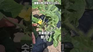 애플수박에 첫 꽃이 피었어요.