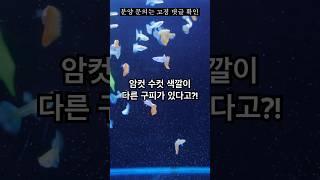암컷 수컷 색깔이 달라 너무 이쁜 구피️ #구피 #구피분양 #구피치어 #물고기 #구피키우기 #굽썰