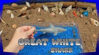 Toddler Shark Week | Shark Week 2023 Learning Sharks for Children!