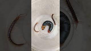 Centipedes and Caterpillar V312