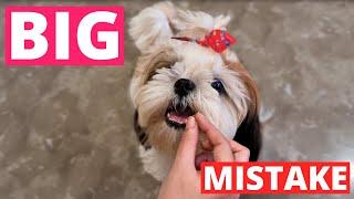 Shih Tzu Owners: Stop Making These Training Mistakes!