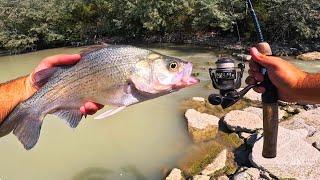 GIANT WHITE BASS CATCH, CLEAN, COOK!!