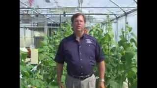 Greenhouse Pest Exclusion - Greenhouse Insect Introduction