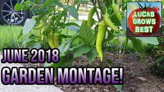 JUNE 2018 VEGETABLE GARDEN TOUR/MONTAGE WITH MUSIC | LucasGrowsBest