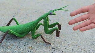 GIGANTIC PRAYING MANTIS!