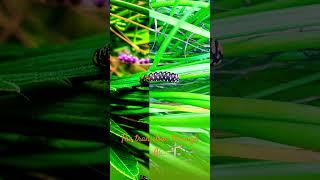 AI TRANSITION SO POWERFUL #trending #youtubeshorts #ytshorts #shorts #ai
