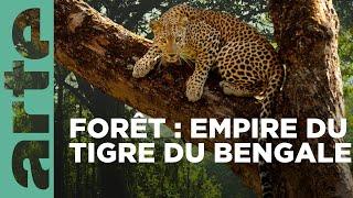 Les forêts | L'Inde sauvage | ARTE Family